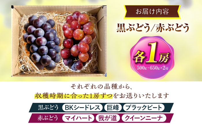 【先行予約/数量限定】＜8月下旬より発送開始＞農家さんおまかせ赤ぶどうと黒ぶどう 2種セット（500～650g）【五反田農園】[OBW005] / ぶどう 葡萄 人気品種ブドウ ぶどう食べ比べ