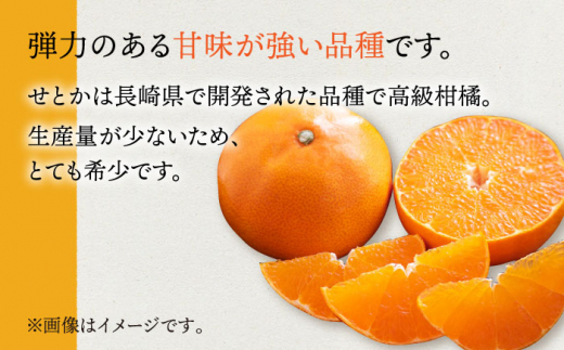 【先行予約】弾力があり甘い！せとか長崎県産 約3kg 【田崎FARM】[OCU002] / 柑橘 みかん せとか 蜜柑