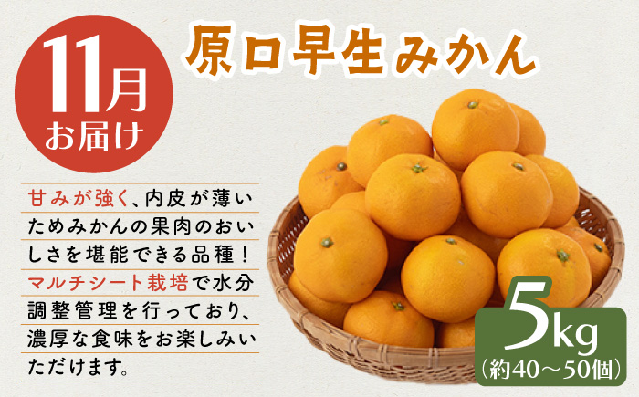 【先行予約・3回柑橘定期便】贅沢柑橘お便り〈11月：原口早生 5kg・1月：スイートスプリング 10kg・3月：せとか 3kg〉 【田崎FARM】[OCU005] / 柑橘 定期便 かんきつ ミカン みかん 蜜柑 フルーツ 果物 くだもの