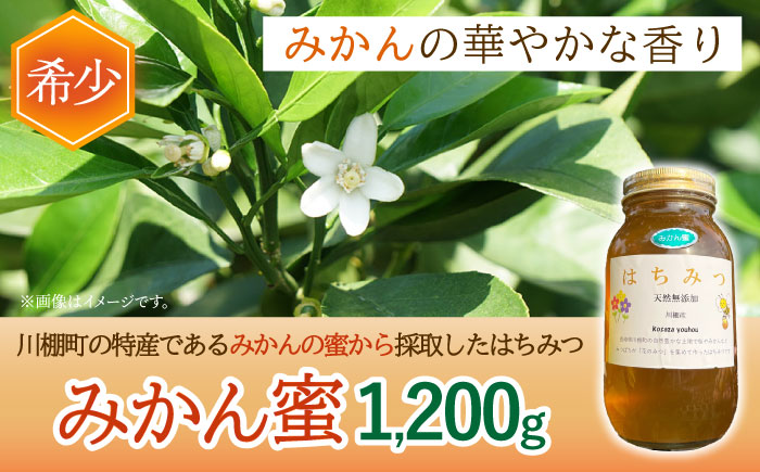 はちみつ みかん蜜 1.2kg/ 蜂蜜 国産 瓶 入り 長崎県 川棚町産 【小佐々養蜂場】 [OCY004]