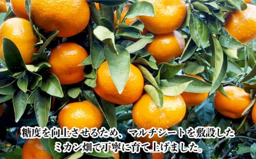 【数量限定】高糖度系 温州みかん(青島) 約10kg / ミカン 蜜柑 柑橘 みかん 果物 くだもの フルーツ【長崎ぶんたんの会】 [OAF006] ミカン 柑橘 果物  フルーツ