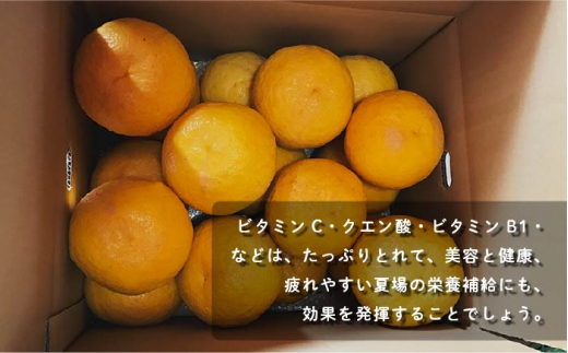 【先行予約】甘夏みかん 有機肥料栽培 約8kg【おだ農園】[OAG001] / ミカン 柑橘 みかん 果物  フルーツ