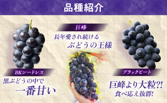 【先行予約/数量限定】＜8月下旬より発送開始＞農家さんおまかせ赤ぶどうと黒ぶどう 2種セット（500～650g）【五反田農園】[OBW005] / ぶどう 葡萄 人気品種ブドウ ぶどう食べ比べ