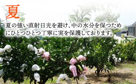 【先行予約】弾力があり甘い！せとか長崎県産 約3kg 【田崎FARM】[OCU002] / 柑橘 みかん せとか 蜜柑