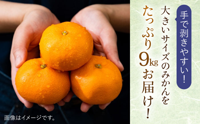 長崎県産 温州みかん（青島）9kg【Mt.Gファーム】[OCX003] / 柑橘 温州みかん 青島 ミカン 蜜柑 長崎県産柑橘