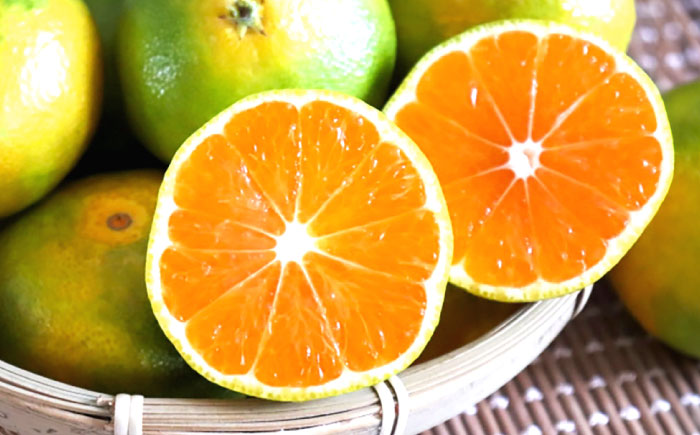 【6回定期便】川棚の柑橘大集合しとらすよ！（極早生みかん・原口早生みかん・スイートスプリング・紅まどか・ぶんたん・不知火）[OZZ016] / 柑橘 定期便 かんきつ ミカン みかん 蜜柑 フルーツ 果物 くだもの ぶんたん 柑橘 定期便 不知火