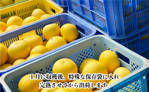 【数量限定】ぶんたん 中玉 約8kg / ブンタン 文旦 フルーツ 柑橘 みかん 蜜柑 かんきつ 果物 くだもの フルーツ ミカン【長崎ぶんたんの会】 [OAF002]