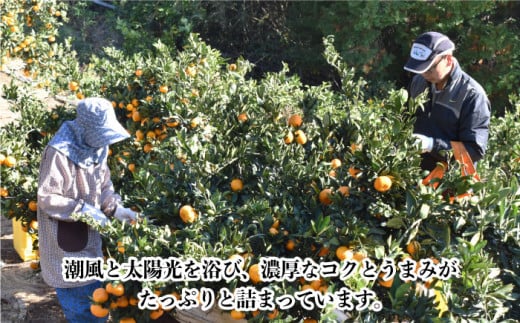 【数量限定】高糖度系 温州みかん(青島) 約10kg / ミカン 蜜柑 柑橘 みかん 果物 くだもの フルーツ【長崎ぶんたんの会】 [OAF006] ミカン 柑橘 果物  フルーツ