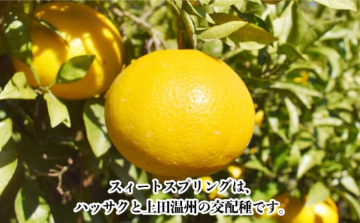 【数量限定】甘くてジューシー！希少種 スィートスプリング 約9kg / 柑橘 みかん ミカン かんきつ みかん 果物 フルーツ くだもの【長崎ぶんたんの会 】 [OAF007]