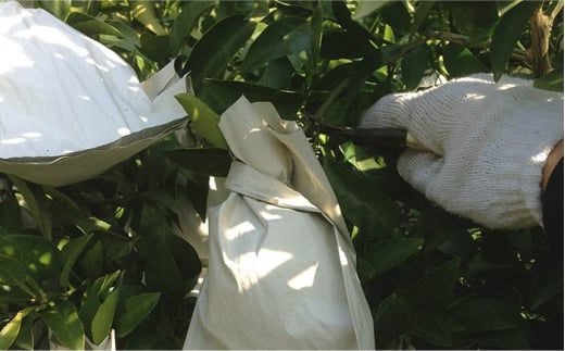 【先行予約】数量限定 不知火 袋掛け 約3kg【おだ農園】[OAG004] / ミカン 柑橘 みかん 果物 フルーツ