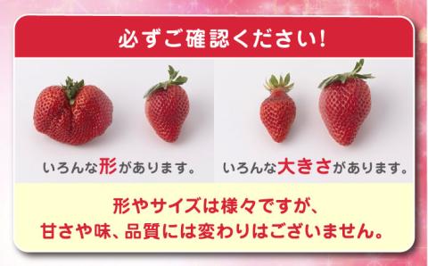 【2024年1?3月発送！】いちご 『ゆめのか』 280g×2パック 栽培期間中：農薬不使用 【道上農園】[OBE003]