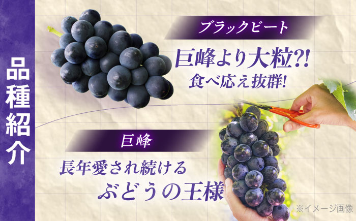 【先行予約/数量限定】＜8月下旬より発送開始＞農家さんおまかせおまかせ黒ぶどう　1房（500～650g） 【五反田農園】[OBW003] / 黒ぶどう 葡萄 ブドウ ぶどう 人気品種ぶどう