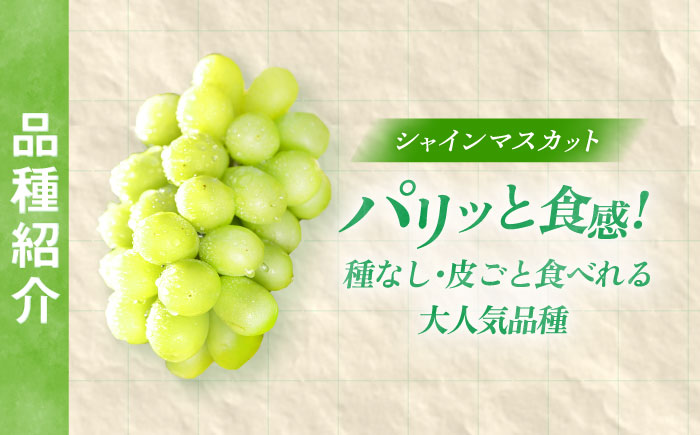 【先行予約/数量限定】＜8月下旬より発送開始＞農家さんおまかせ黒ぶどうとシャインマスカット 各種１房ずつ（500～650g）【五反田農園】[OBW004] / ぶどう 黒ぶどう シャインマスカット しゃいんますかっと 人気ぶどう