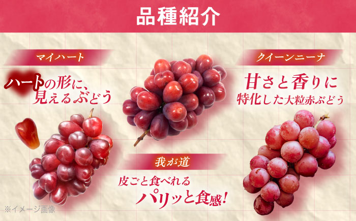 【先行予約/数量限定】＜8月下旬より発送開始＞農家さんおまかせ赤ぶどうと黒ぶどう 2種セット（500～650g）【五反田農園】[OBW005] / ぶどう 葡萄 人気品種ブドウ ぶどう食べ比べ