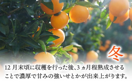 【先行予約】弾力があり甘い！せとか長崎県産 約3kg 【田崎FARM】[OCU002] / 柑橘 みかん せとか 蜜柑