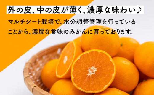 【先行予約】濃厚な食味 原口早生みかん 約5kg 【田崎FARM】[OCU003] / 柑橘 みかん 早生みかん 蜜柑 ミカン