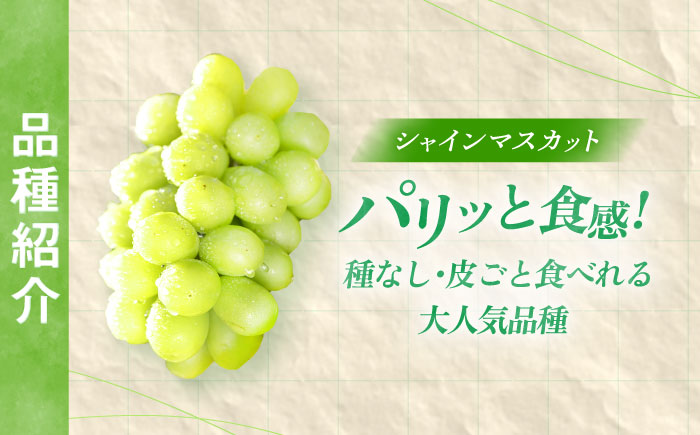 【先行予約/数量限定】＜8月下旬より発送開始＞農家さんおまかせ赤ぶどうとシャインマスカット 各種１房ずつ (約500g~650g)【五反田農園】[OBW002] / ぶどう 赤ぶどう 人気品種ぶどう しゃいんますかっと ブドウ 葡萄