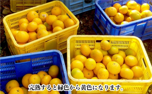 【数量限定】甘くてジューシー！希少種 スィートスプリング 約9kg / 柑橘 みかん ミカン かんきつ みかん 果物 フルーツ くだもの【長崎ぶんたんの会 】 [OAF007]