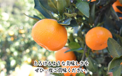 【数量限定】越冬完熟 原口 みかん 約5kg 完熟ミカン ミカン 柑橘 みかん 果物  フルーツ【長崎ぶんたんの会】 [OAF010]