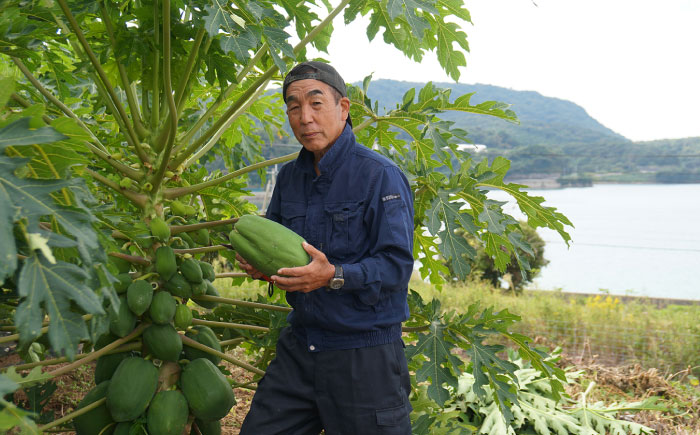 青パパイヤ 2個(約2kg) 栽培期間中農薬不使用【あい農産】 [OBM004]