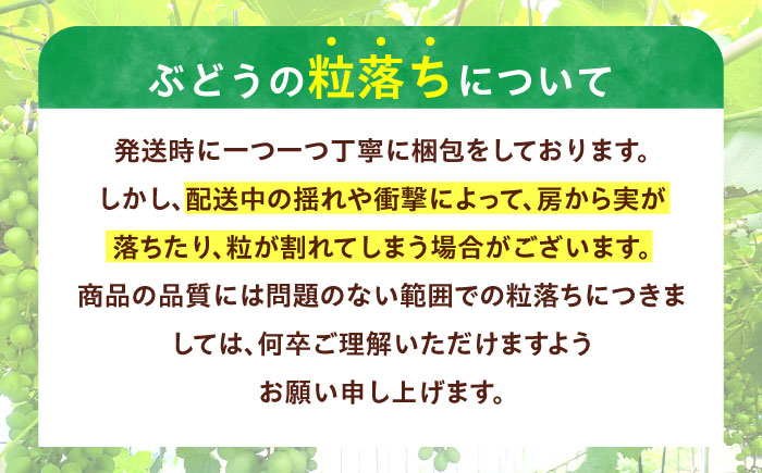 【先行予約/数量限定】＜8月下旬より発送開始＞農家さんおまかせ黒ぶどうとシャインマスカット 各種１房ずつ（500～650g）【五反田農園】[OBW004] / ぶどう 黒ぶどう シャインマスカット しゃいんますかっと 人気ぶどう