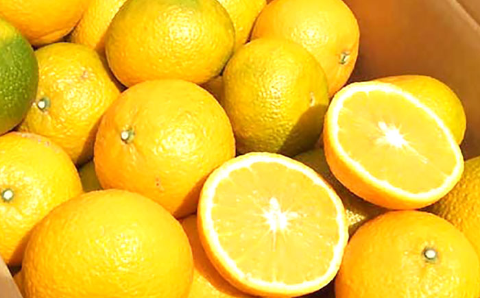 【6回定期便】川棚の柑橘大集合しとらすよ！（極早生みかん・原口早生みかん・スイートスプリング・紅まどか・ぶんたん・不知火）[OZZ016] / 柑橘 定期便 かんきつ ミカン みかん 蜜柑 フルーツ 果物 くだもの ぶんたん 柑橘 定期便 不知火