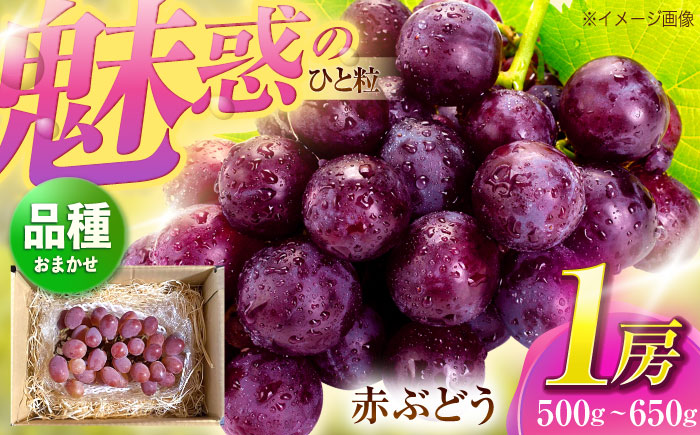 【先行予約/数量限定】＜8月下旬より発送開始＞農家さんおまかせ赤ぶどう 1房(約500g~650g)【五反田農園】[OBW001] / ぶどう 赤ぶどう 人気品種ぶどう ブドウ 葡萄