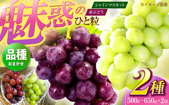 【先行予約/数量限定】＜8月下旬より発送開始＞農家さんおまかせ赤ぶどうとシャインマスカット 各種１房ずつ (約500g~650g)【五反田農園】[OBW002] / ぶどう 赤ぶどう 人気品種ぶどう しゃいんますかっと ブドウ 葡萄