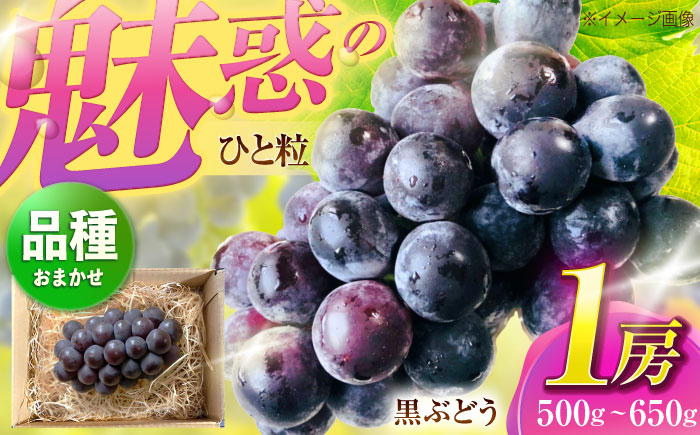 【先行予約/数量限定】＜8月下旬より発送開始＞農家さんおまかせおまかせ黒ぶどう　1房（500～650g） 【五反田農園】[OBW003] / 黒ぶどう 葡萄 ブドウ ぶどう 人気品種ぶどう