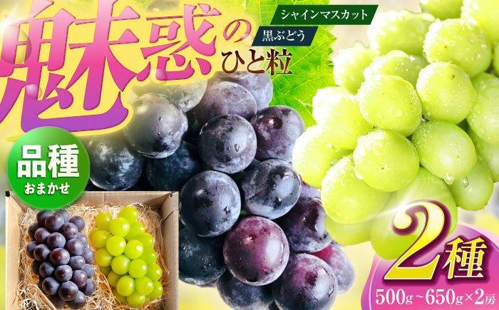 【先行予約/数量限定】＜8月下旬より発送開始＞農家さんおまかせ黒ぶどうとシャインマスカット 各種１房ずつ（500～650g）【五反田農園】[OBW004] / ぶどう 黒ぶどう シャインマスカット しゃいんますかっと 人気ぶどう