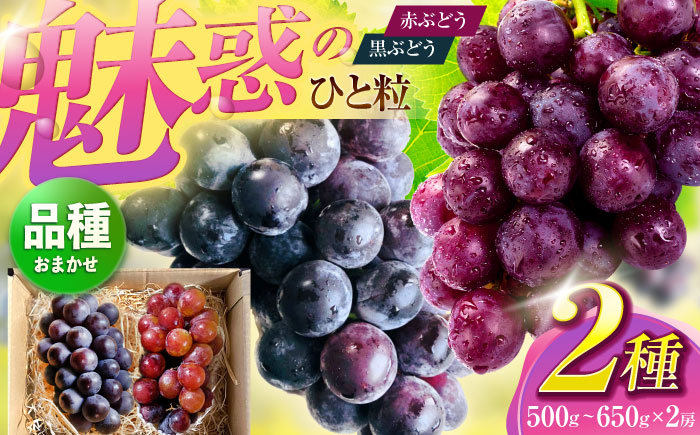 【先行予約/数量限定】＜8月下旬より発送開始＞農家さんおまかせ赤ぶどうと黒ぶどう 2種セット（500～650g）【五反田農園】[OBW005] / ぶどう 葡萄 人気品種ブドウ ぶどう食べ比べ