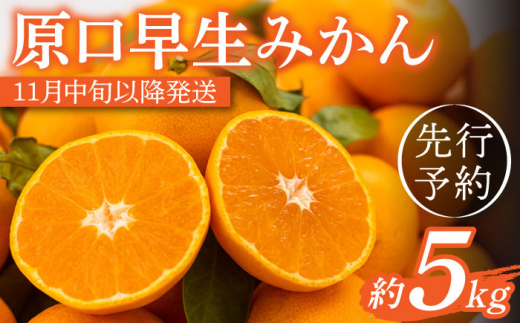 【先行予約】濃厚な食味 原口早生みかん 約5kg 【田崎FARM】[OCU003] / 柑橘 みかん 早生みかん 蜜柑 ミカン