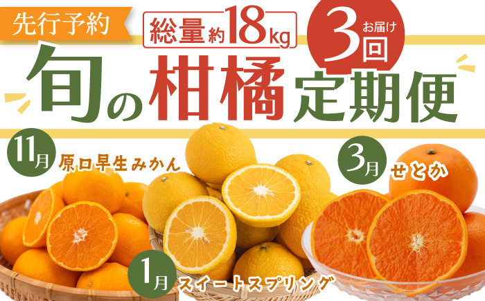 【先行予約・3回柑橘定期便】贅沢柑橘お便り〈11月：原口早生 5kg・1月：スイートスプリング 10kg・3月：せとか 3kg〉 【田崎FARM】[OCU005] / 柑橘 定期便 かんきつ ミカン みかん 蜜柑 フルーツ 果物 くだもの