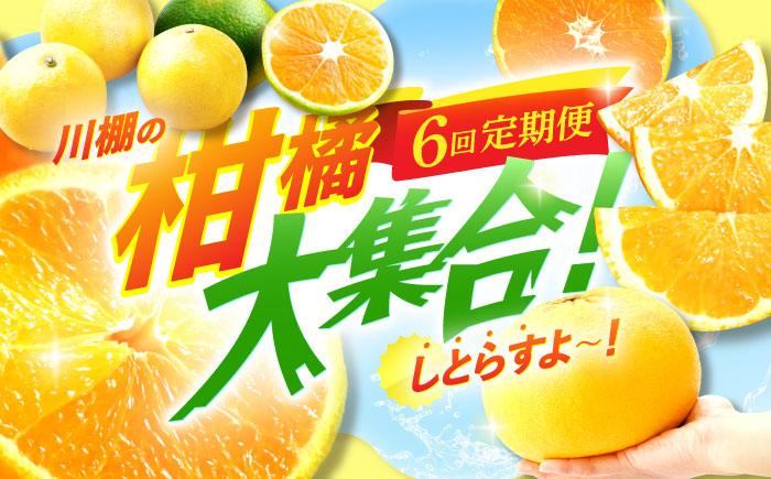 【6回定期便】川棚の柑橘大集合しとらすよ！（極早生みかん・原口早生みかん・スイートスプリング・紅まどか・ぶんたん・不知火）[OZZ016] / 柑橘 定期便 かんきつ ミカン みかん 蜜柑 フルーツ 果物 くだもの ぶんたん 柑橘 定期便 不知火