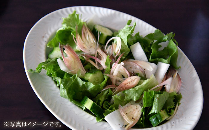 【波佐見焼】ローズマリー リムオーバル プレート オリベ【翔芳窯】 [FE209]