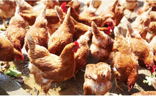 【全12回定期便(月1回)】【栄養満点！】ニンニク卵黄 自然栽培 【浅田峠自然塾】 [EA11]