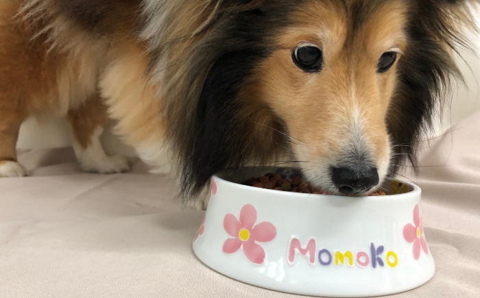【波佐見焼】ペット フードボウル（しばわんず柄）【名入れ可能】【大新窯】 [DC87]