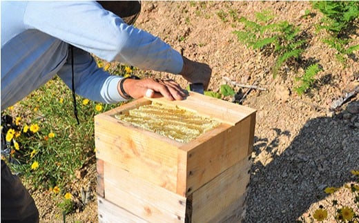 日本蜜蜂の純粋はちみつ 5個セット [MD02]