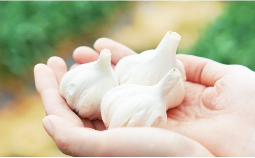 【全3回定期便(月1回)】【栄養満点！】ニンニク卵黄 自然栽培 【浅田峠自然塾】 [EA10]