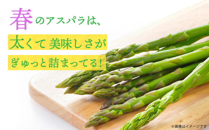 【先行予約】【2025年3月中旬～4月中旬発送分】アスパラガス（ 春芽 ）約1kg 《小値賀町》【ながさき西海農協小値賀地区園芸部会】  アスパラガス [DAT004]