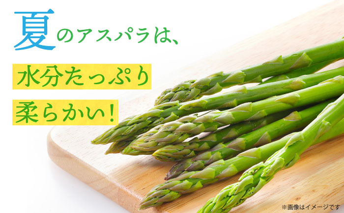【先行予約】【2025年7月初旬～9月中旬発送分】アスパラガス (夏芽) 約1kg 《小値賀町》【ながさき西海農協小値賀地区園芸部会】  [DAT005]