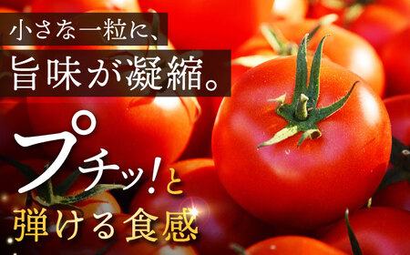 【期間限定】松本さんの極上 ミニトマト 約1kg トマト ミニ トマト プチ トマト 極上 とまと 人気 ミニとまと  ＜小値賀町＞ 長崎県 五島列島  [DBR001]
