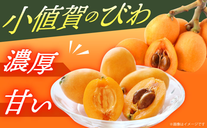 【先行予約】【化粧箱入り】 びわ Mサイズ ビワ 長崎県 小値賀町 大島 【2026年6月発送】【神川農園】  [DBT005]