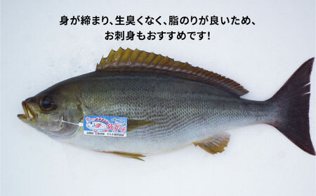 【日本一うまいイサキ】値賀咲（ちかさき）特大サイズ 約1.8kg（900g×2本）＜小値賀町担い手公社＞   [DAA010]