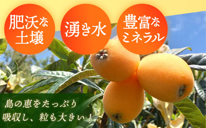 【先行予約】びわ 4パック 長崎県 ビワ 小値賀町 大島 【2026年6月発送】【神川農園】  [DBT006]