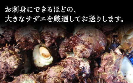 【お刺身に使えるほどの大粒！】海士が素潜りで獲った 大粒サザエ 1kg（4～6個）《小値賀町》【小値賀町担い手公社】   [DAA019]