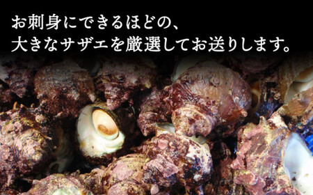 【お刺身に使えるほどの大粒！】海士が素潜りで獲った 大粒サザエ 2kg（8～12個） 《小値賀町》【小値賀町担い手公社】  [DAA020]