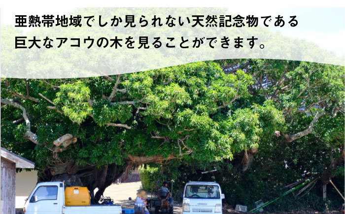 しまガイド 1名様   [DBO011]