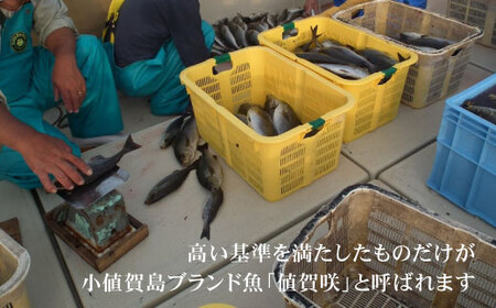 【日本一うまいイサキ】値賀咲（ちかさき）特大サイズ 約1.8kg（900g×2本）＜小値賀町担い手公社＞   [DAA010]