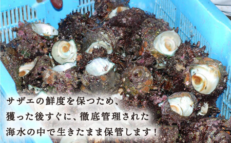 【お刺身に使えるほどの大粒！】海士が素潜りで獲った 大粒サザエ 1kg（4～6個）《小値賀町》【小値賀町担い手公社】   [DAA019]